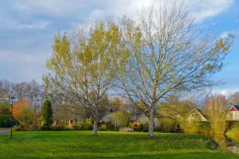 Vakantiepark Drentse Vennen foto 10