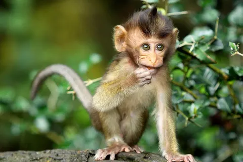 14-daagse rondreis Bali Compleet foto 3