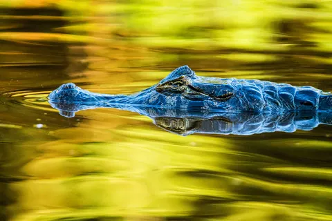 Discover the Nature of Brazil in Rio de Janeiro — foto 4