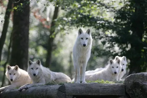 Center Parcs Les Trois Forêts foto 25