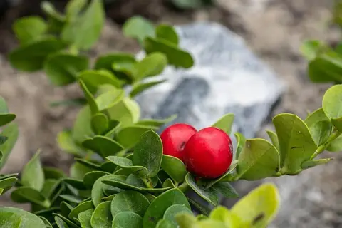 Melidonia Suites in Δημοτική Ενότητα Θήρας — foto 3