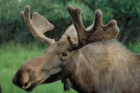 Alaska & Yukon Highlights in Alaska — foto 4