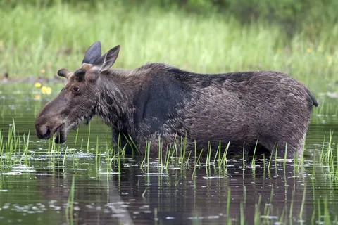 The Atlantic Canada Experience foto 4