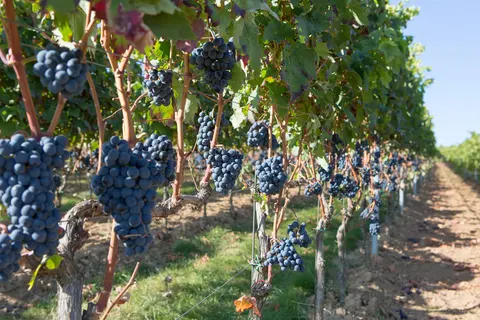 Ontdek de Duitse Wijnroute vanuit Bad Dürkheim foto 10