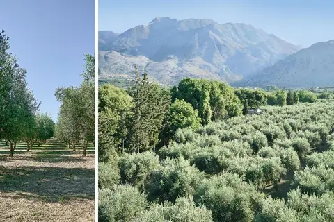 Vardis Olive Garden in Georgioupolis — foto 17