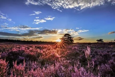 Bungalowpark Het Verscholen Dorp foto 15