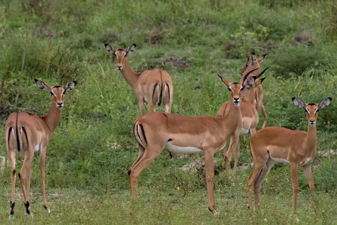 12 daagse safari Selous & Zanzibar deluxe foto 4