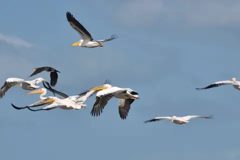 De Hoop Collection in De Hoop Nature Reserve — foto 10
