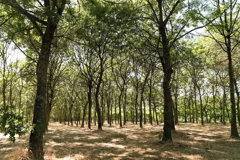 Il Podere Del Germano Reale in Coriano, foto 25