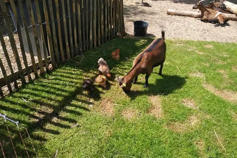 Vakantiepark Buitenhuizen in Velsen-Zuid — foto 14