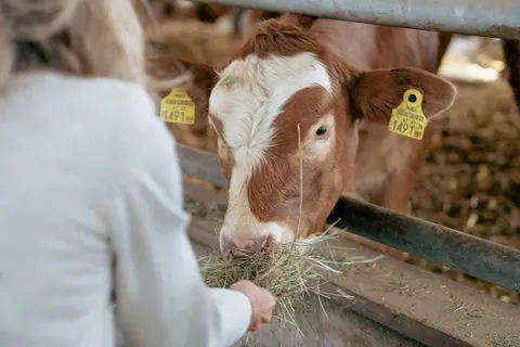 Hotel Pichlmayrgut foto 15