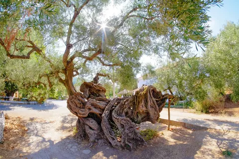 Ontdek Zakynthos vanuit Argassi foto 2