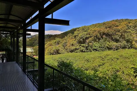 Rainforest Eco Lodge in Rainforest Ecolodge — foto 12