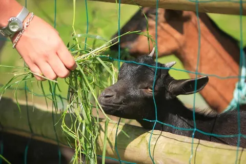 Camping Haliotis foto 11