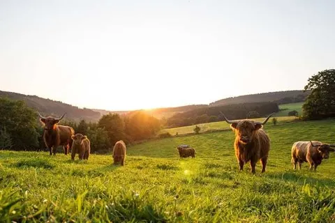 Hotel Cordial foto 11