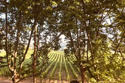 Quinta da Pacheca in Lamego, foto 29