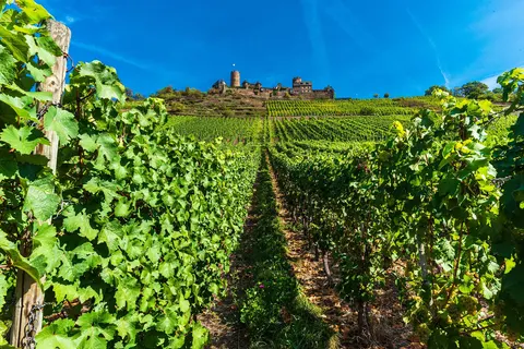 Over de Rijn en Moezel naar Cochem foto 14