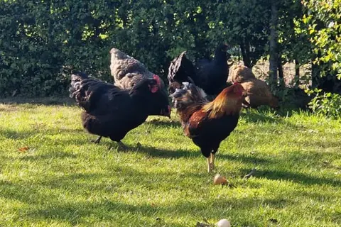 Het Heerengoedt in Ambt Delden, foto 18