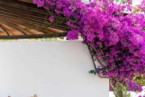 Petunia Ibiza in Sant Josep de sa Talaia, foto 13