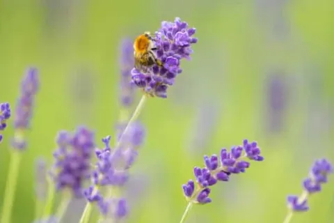 Gemünder Ferienpark Salzberg foto 12
