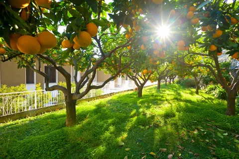 Sant Anna Residence foto 4