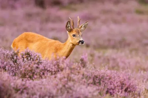 Boutique Hotel Beekhuizen foto 25