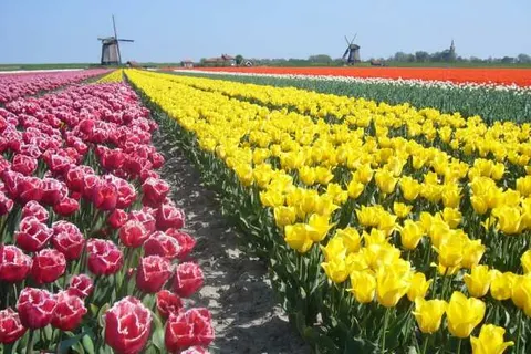 Hotel Neptunus foto 21