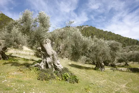 Finca Monnàber Vell in Campanet — foto 26