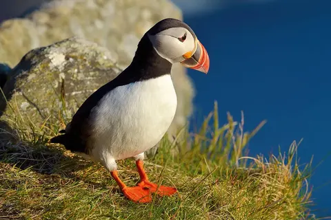 Ontdek IJsland in 11 dagen foto 10