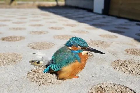 Vakantiepark Ljeppershiem foto 12