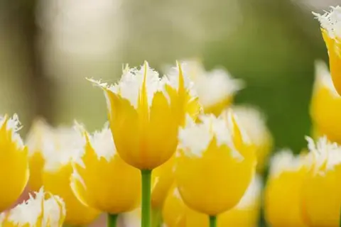 Vodatent Camping de Tulpenweide in Breezand — foto 5
