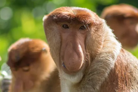 The Ultimate Borneo Experience foto 3