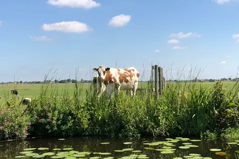 Kagerplassen in Warmond — foto 7