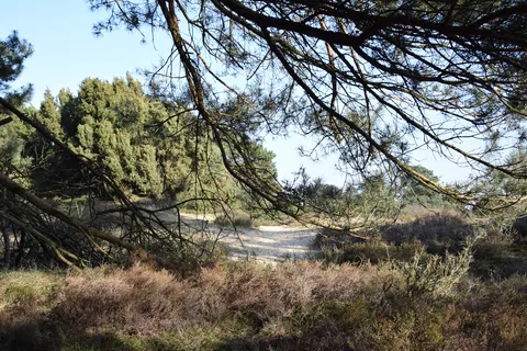 Camping Horstmannsbos foto 10