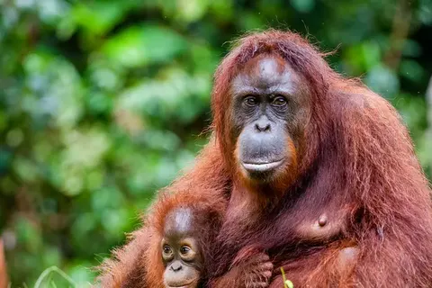 The Ultimate Borneo Experience foto 6