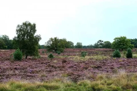 Gasterij Hotel Dennenoord foto 23