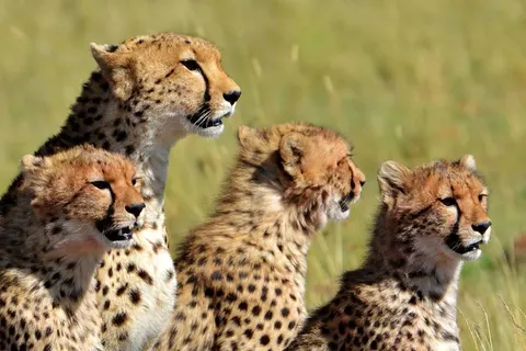 13 daagse safari Tsavo & Taita foto 1