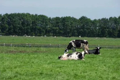 Camping de Stal foto 14