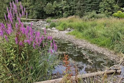 Camping Vallee De L Our in Eisenbach — foto 13