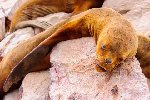 18-daagse rondreis Mystiek Peru foto 5