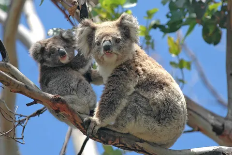 Discover the Splendid South in Melbourne — foto 2