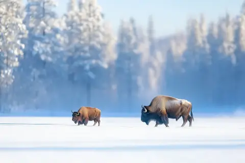 Winterbelevenis Canada op het gemak in Ottawa, foto 12