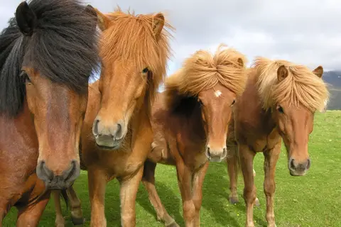 Ontdek IJsland in 11 dagen in Complete rondreis IJsland — foto 18