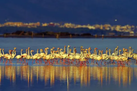 Camping Estanyet foto 30