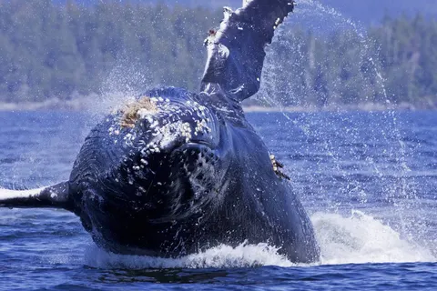 The Ultimate Western Canada Experience foto 4