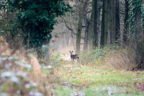 Hotel Café Restaurant De Gouden Karper foto 26