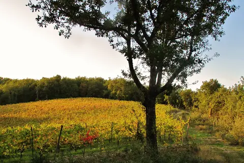 Du Domaine D Anglas in Brissac — foto 7