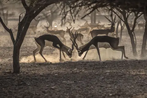 Anantara Sir Bani Yas Island Al Yamm Villa Resort in صير بني ياس — foto 7