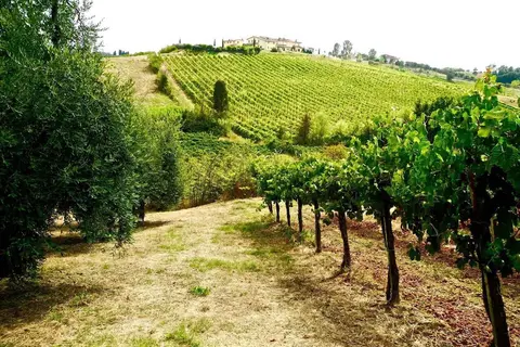 Azienda Agricola Musignano in Vinci, foto 24