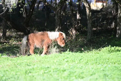 Quinta da Samoqueirinha in Odemira — foto 4